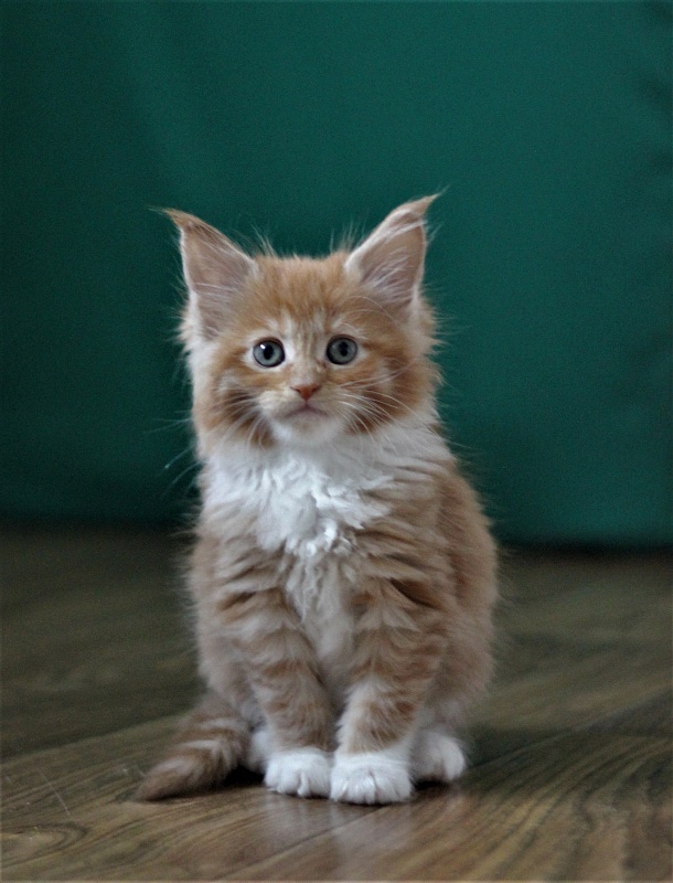 Vasilisa Monterini - Kitten maine-coon 1 month 3 weeks