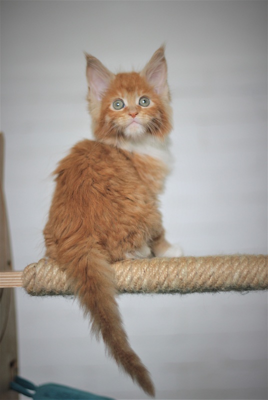 Vasilisa Monterini - Kitten maine-coon 1 month 4 weeks