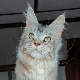 Vanilla Monterini