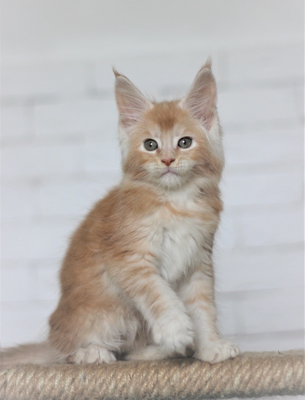 Volt Monterini - Кошеня мейн-кун 1 місяць 4 тижні