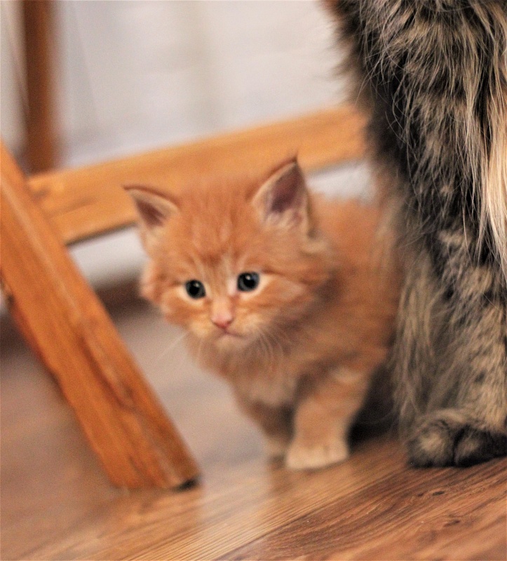 Vasiliy Monterini - Kitten maine-coon 1 month