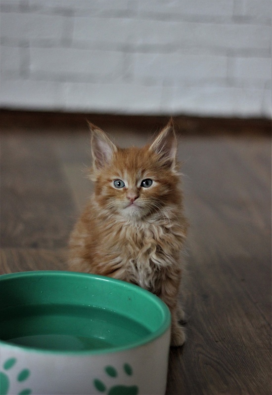 Vasiliy Monterini - Kitten maine-coon 1 month 3 weeks