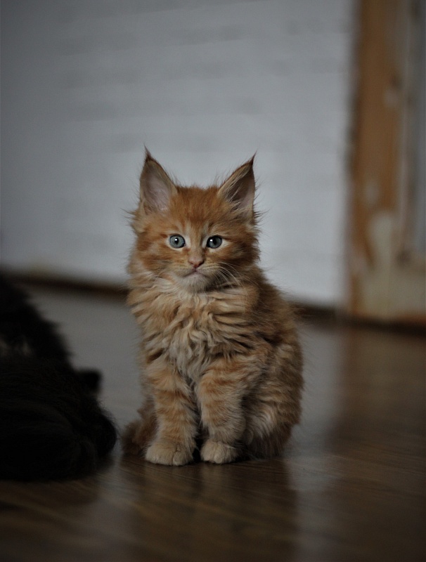 Vasiliy Monterini - Kitten maine-coon 1 month 3 weeks