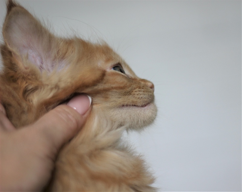 Vasiliy Monterini - Kitten maine-coon 1 month 4 weeks