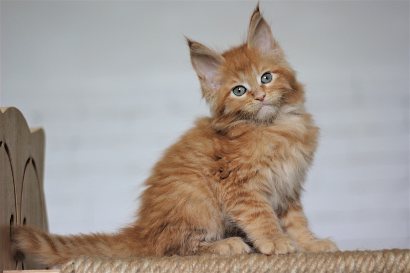 Vasiliy Monterini - Kitten maine-coon 1 month 4 weeks