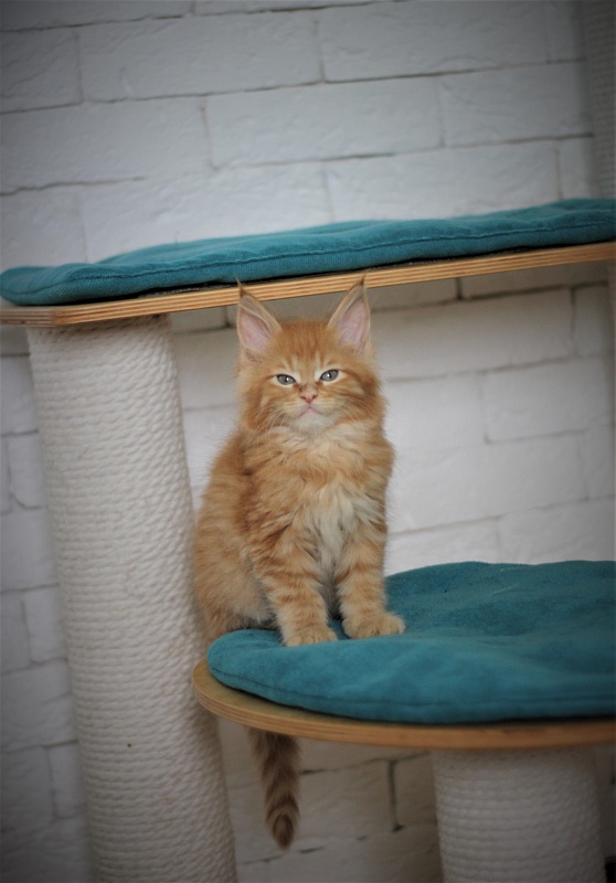 Vasiliy Monterini - Kitten maine-coon 1 month 4 weeks