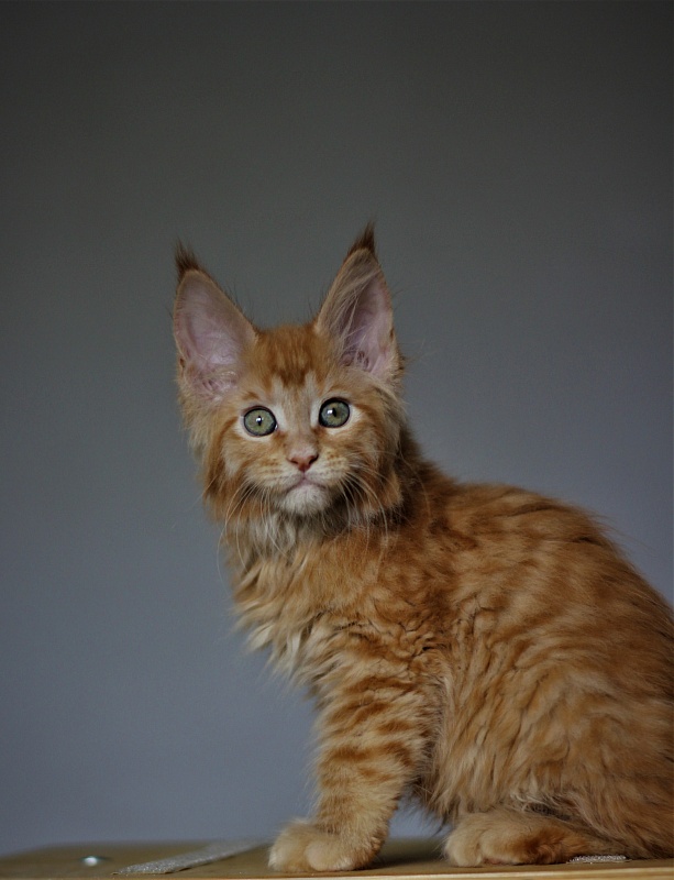 Vasiliy Monterini - Kitten maine-coon 2 months 1.5 week