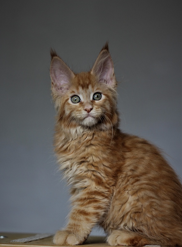 Vasiliy Monterini - Kitten maine-coon 2 months 1.5 week