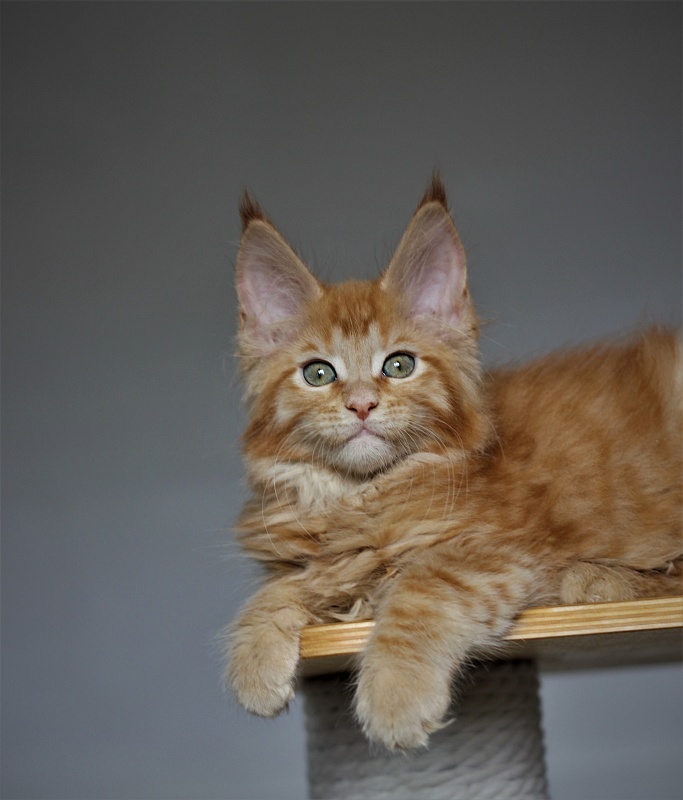 Vasiliy Monterini - Kitten maine-coon 2 months 1.5 week
