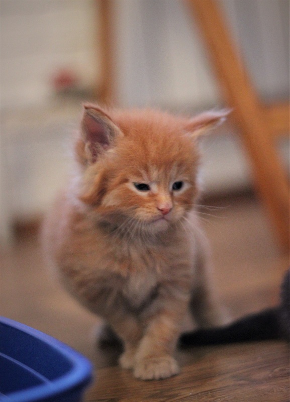 Vasiliy Monterini - Kitten maine-coon 1 month