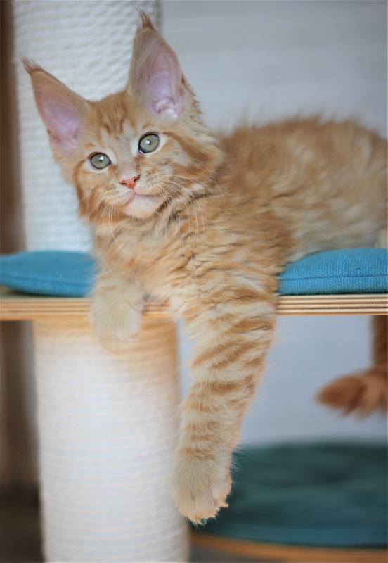 Vasiliy Monterini - Kitten maine-coon 2 months 2.5 weeks