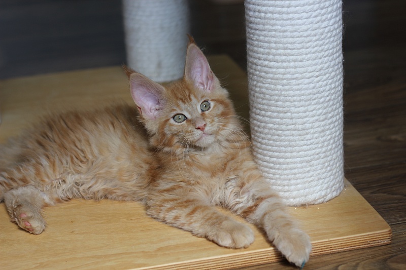 Vasiliy Monterini - Kitten maine-coon 2 months 2.5 weeks