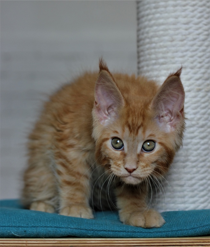 Vasiliy Monterini - Kitten maine-coon 2 months 2.5 weeks