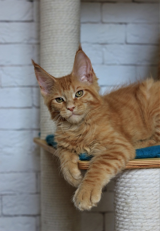 Vasiliy Monterini - Kitten maine-coon 3 months 1 week