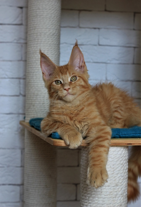 Vasiliy Monterini - Kitten maine-coon 3 months 1 week