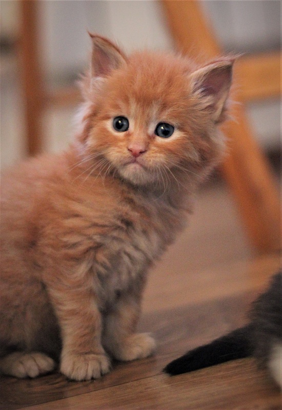Vasiliy Monterini - Kitten maine-coon 1 month