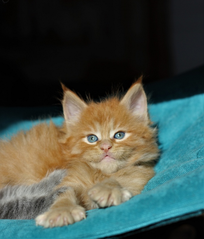Vasiliy Monterini - Kitten maine-coon 1 month 1 week