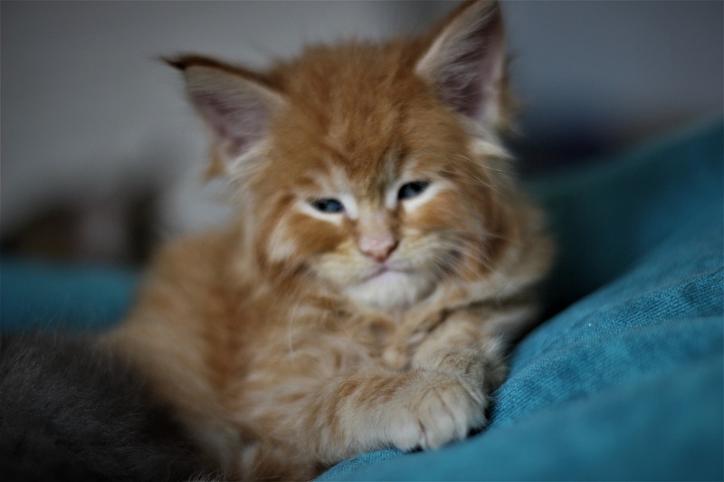 Vasiliy Monterini - Kitten maine-coon 1 month 1 week