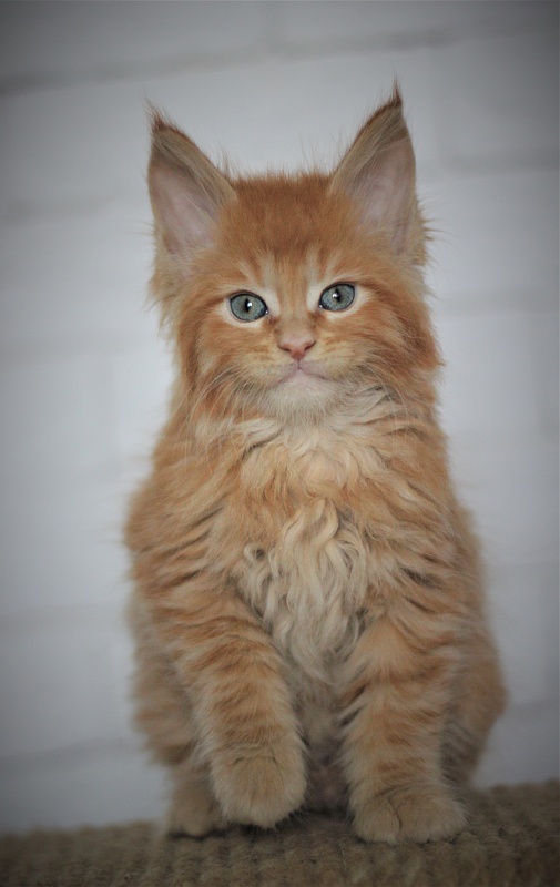 Vasiliy Monterini - Kitten maine-coon 1 month 3 weeks