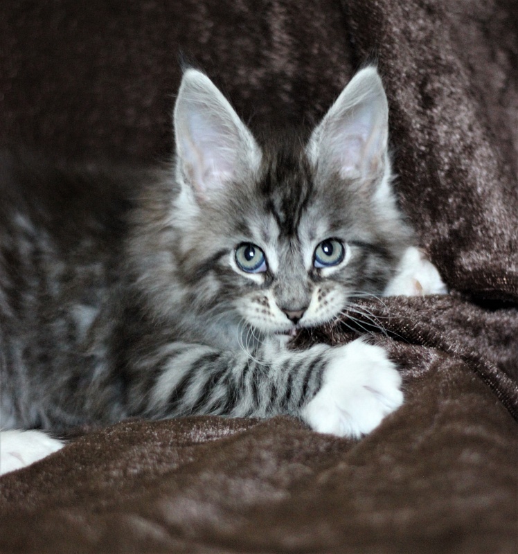 UA*White Shadows Monterini - Kitten maine-coon 1 month 3 weeks