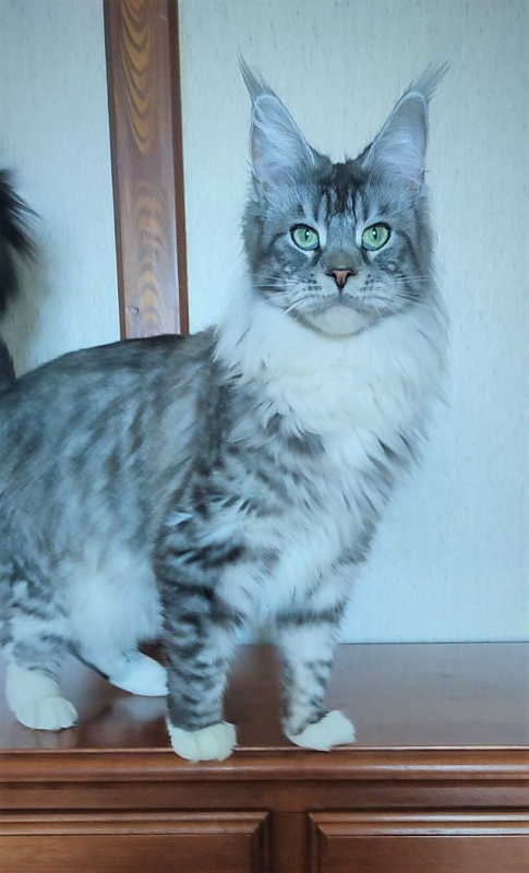 UA*White Shadows Monterini - Adult maine-coon 1 year 5 months 1.5 week