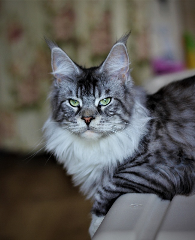 UA*White Shadows Monterini - Adult maine-coon 1 year 2 months 3.5 weeks