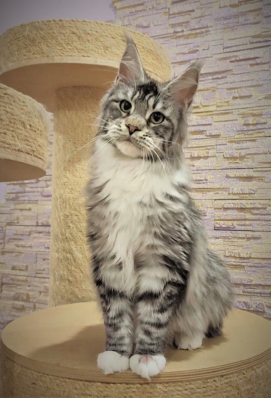 UA*White Shadows Monterini - Junior maine-coon 7 months 2 weeks