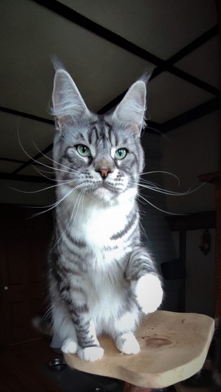 UA*White Shadows Monterini - Adult maine-coon 2 years 3 months 3.5 weeks