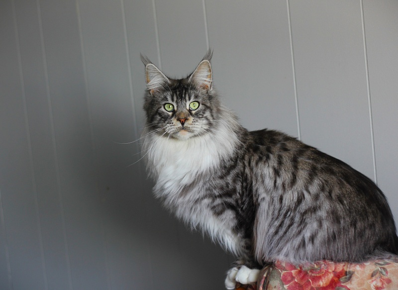 UA*White Shadows Monterini - Adult maine-coon 2 years 8 months 3 weeks
