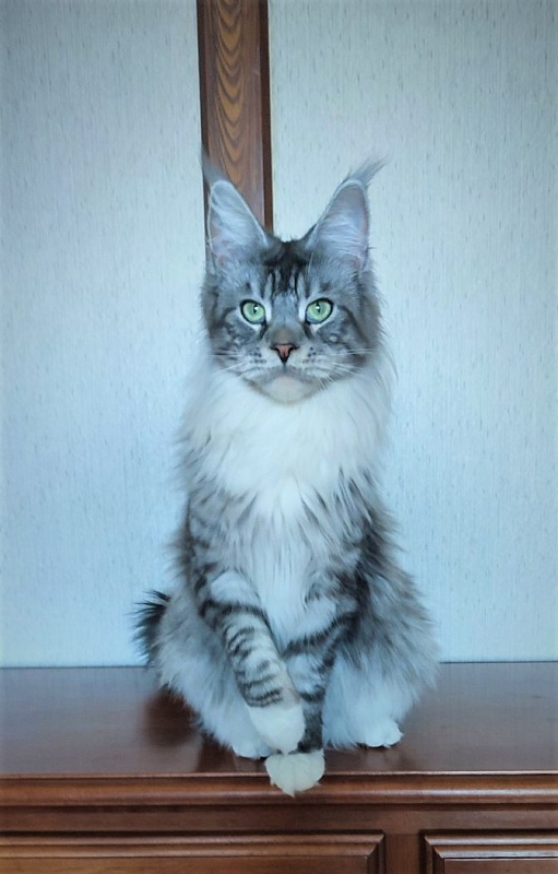 UA*White Shadows Monterini - Adult maine-coon 1 year 5 months 1.5 week