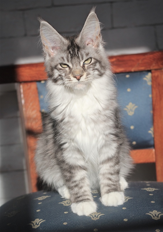 UA*White Shadows Monterini - Kitten maine-coon 4 months 0.5 weeks
