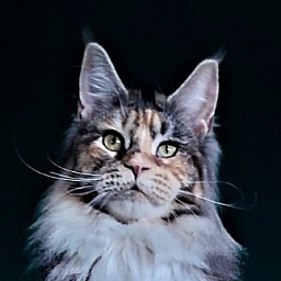 Wella Monterini