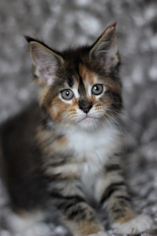 Winter Bouquet Monterini - Kitten maine-coon 1 month 3 weeks
