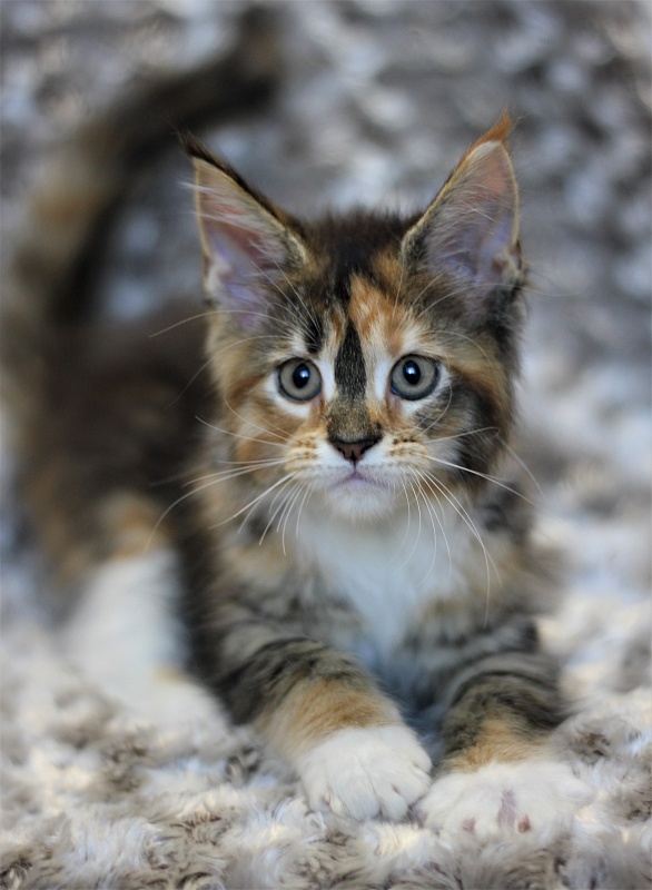 Winter Bouquet Monterini - Kitten maine-coon 2 months