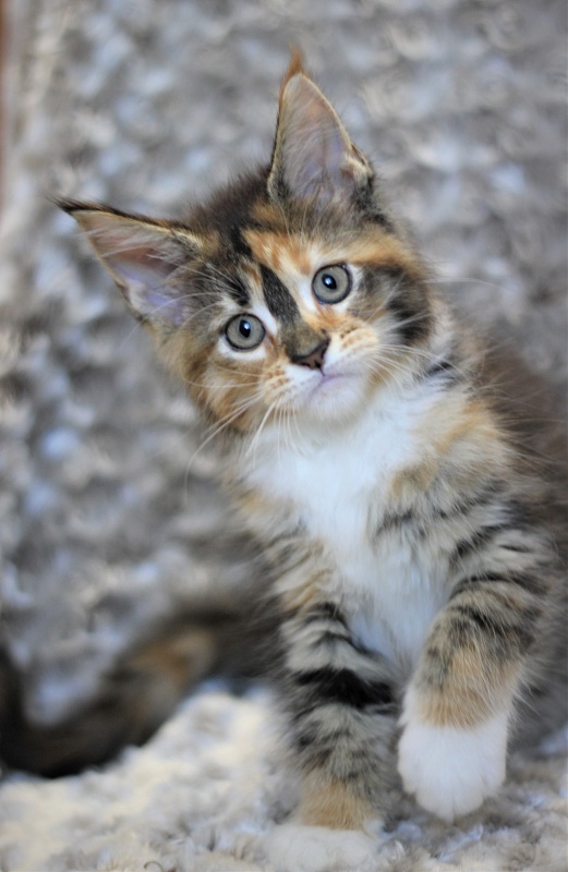 Winter Bouquet Monterini - Kitten maine-coon 2 months
