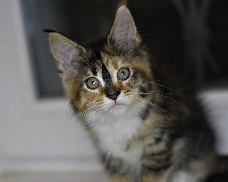 Winter Bouquet Monterini - Kitten maine-coon 2 months 1 week