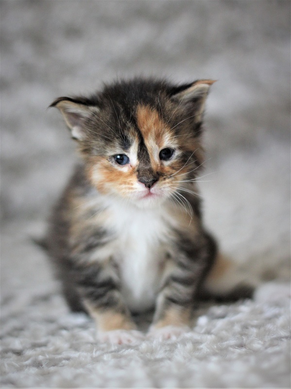 Winter Bouquet Monterini - Kitten maine-coon 3 weeks