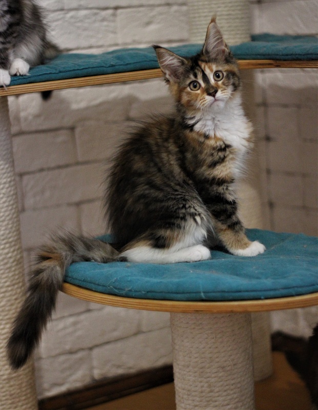Winter Bouquet Monterini - Kitten maine-coon 3 months