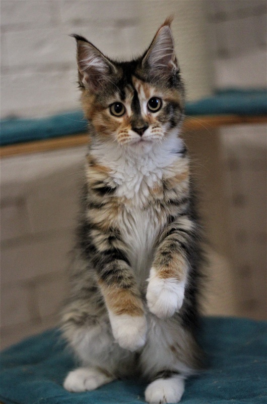 Winter Bouquet Monterini - Kitten maine-coon 3 months