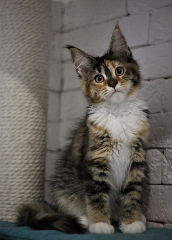 Winter Bouquet Monterini - Kitten maine-coon 3 months 2 weeks