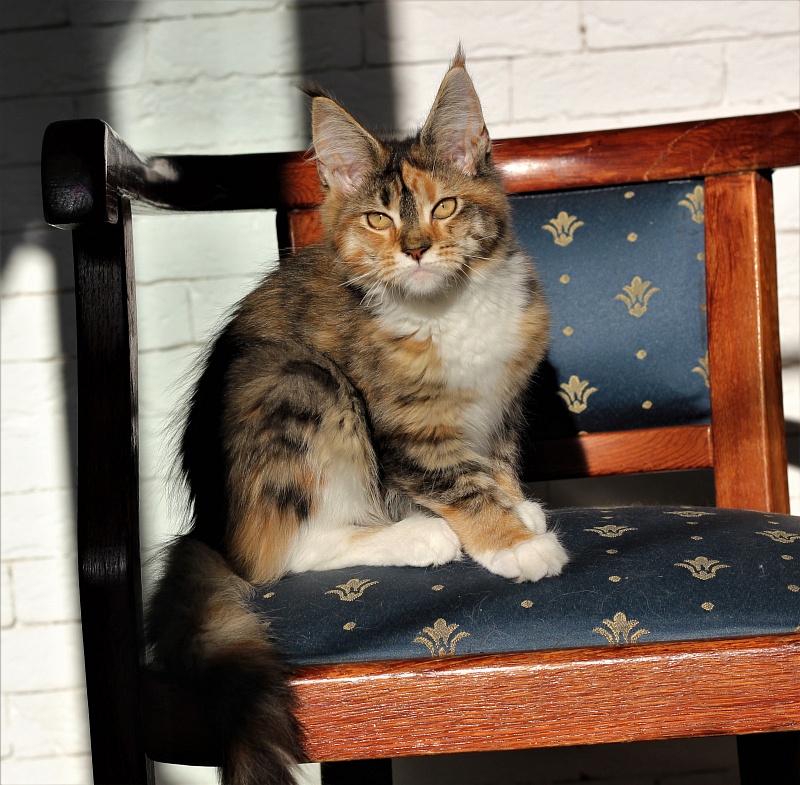 Winter Bouquet Monterini - Kitten maine-coon 4 months 0.5 weeks