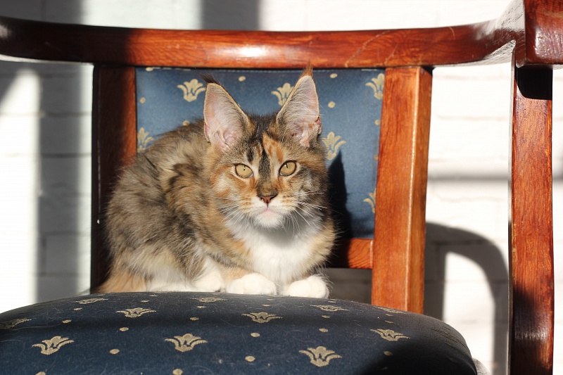 Winter Bouquet Monterini - Kitten maine-coon 4 months 0.5 weeks