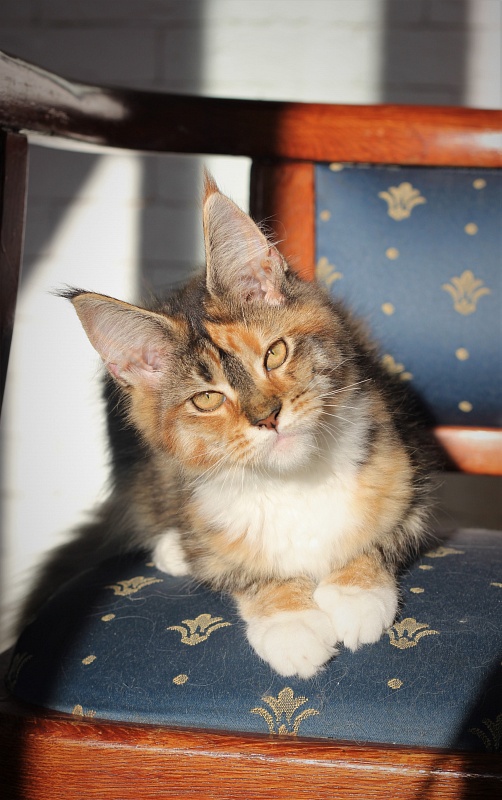 Winter Bouquet Monterini - Kitten maine-coon 4 months 0.5 weeks