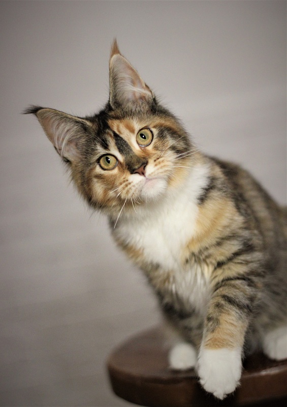 Winter Bouquet Monterini - Kitten maine-coon 5 months