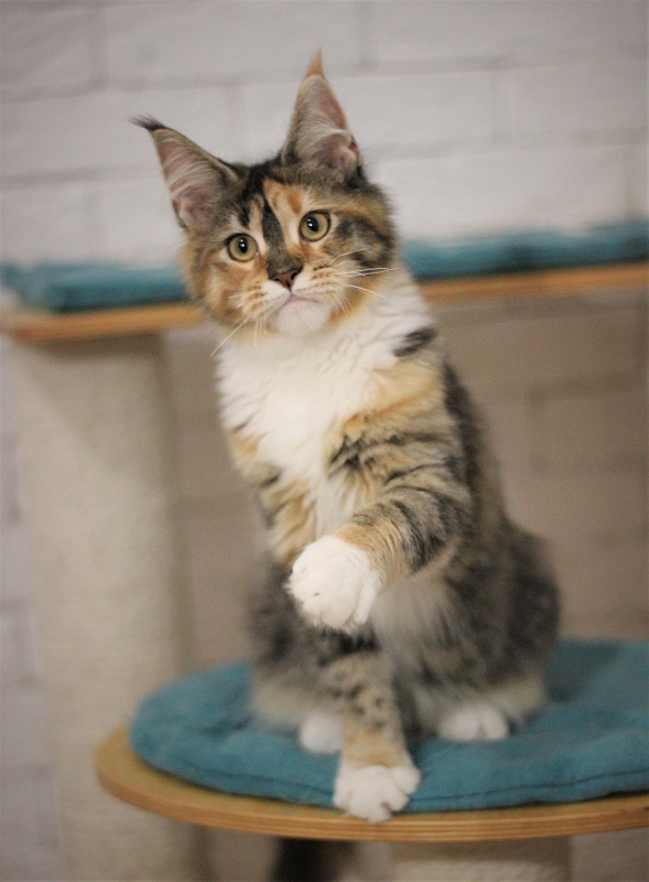 Winter Bouquet Monterini - Kitten maine-coon 5 months