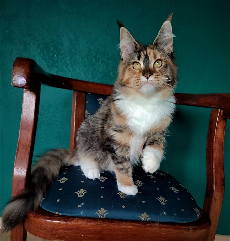 Winter Bouquet Monterini - Kitten maine-coon 6 months 1 week