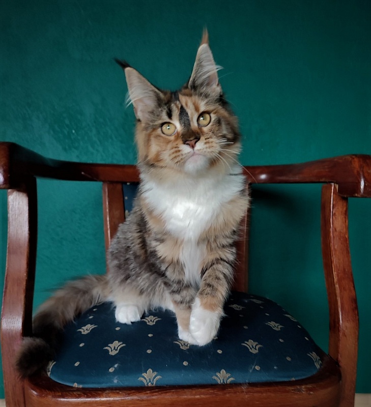 Winter Bouquet Monterini - Kitten maine-coon 6 months 1 week