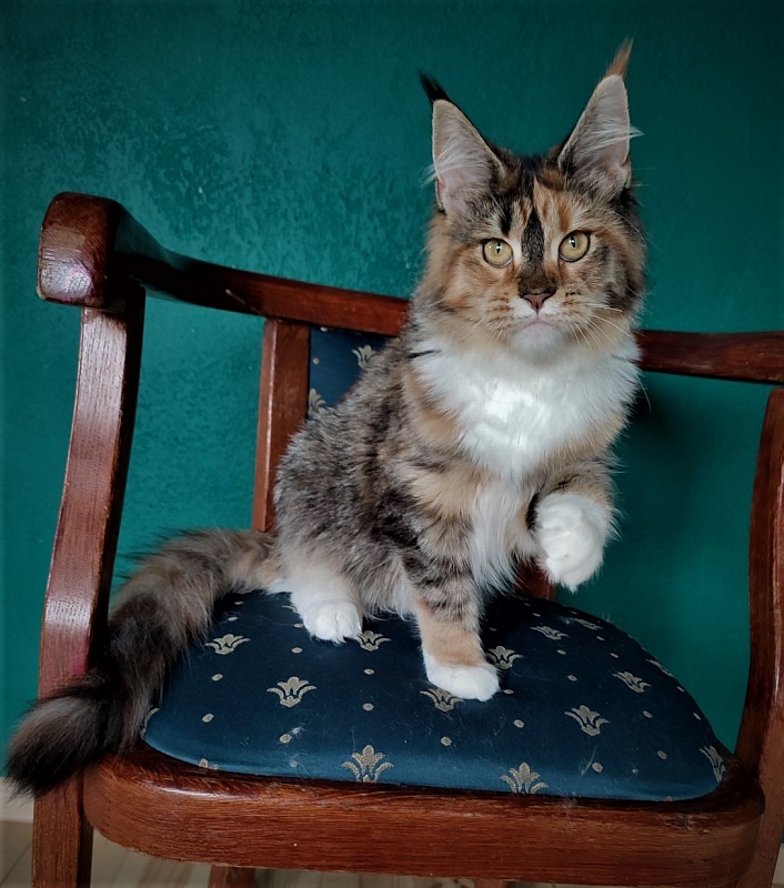 Winter Bouquet Monterini - Kitten maine-coon 6 months 1 week