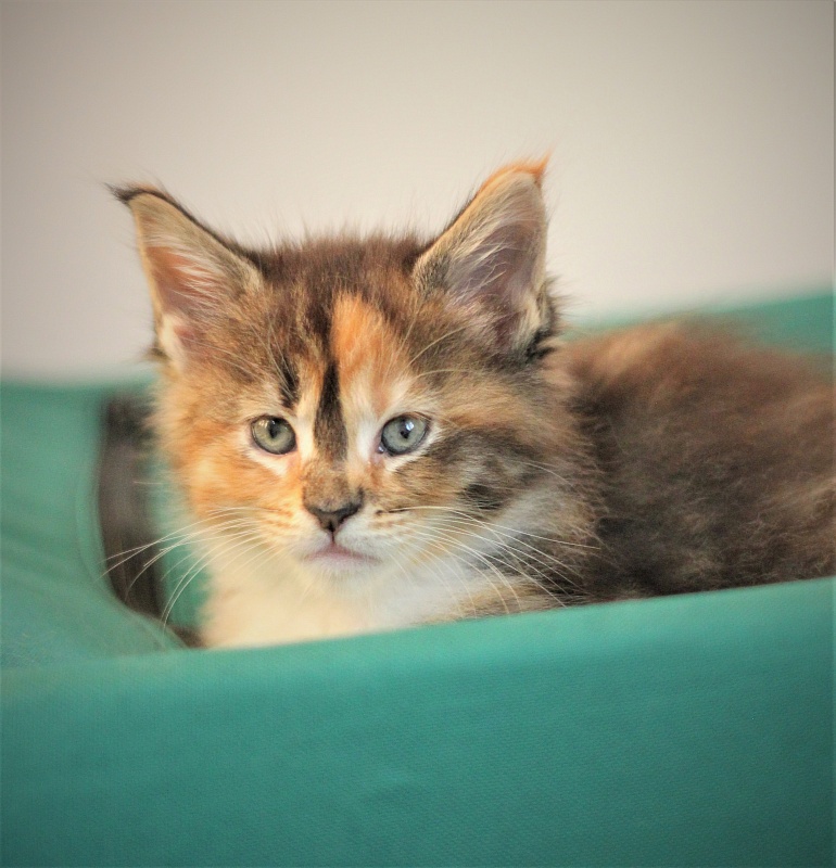 Winter Bouquet Monterini - Kitten maine-coon 1 month 1 week