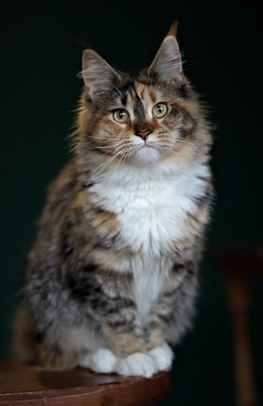 Winter Bouquet Monterini - Junior maine-coon 7 months 1 week